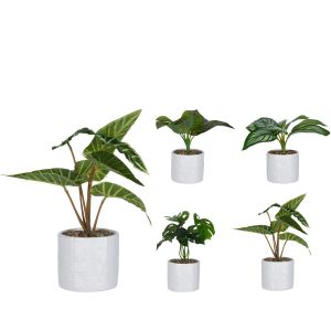 Φυτό Τεχνητό ArteLibre 25cm Σε Λευκό Κεραμικό Γλαστράκι 11x11x10cm Σε 4 Ποικιλίες