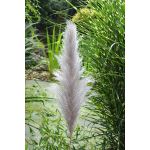 Κλαδί Γρασίδι ArteLibre Τεχνητό Εκρού 150cm