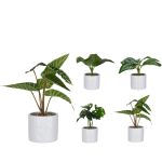 Φυτό Τεχνητό ArteLibre 25cm Σε Λευκό Κεραμικό Γλαστράκι 11x11x10cm Σε 4 Ποικιλίες